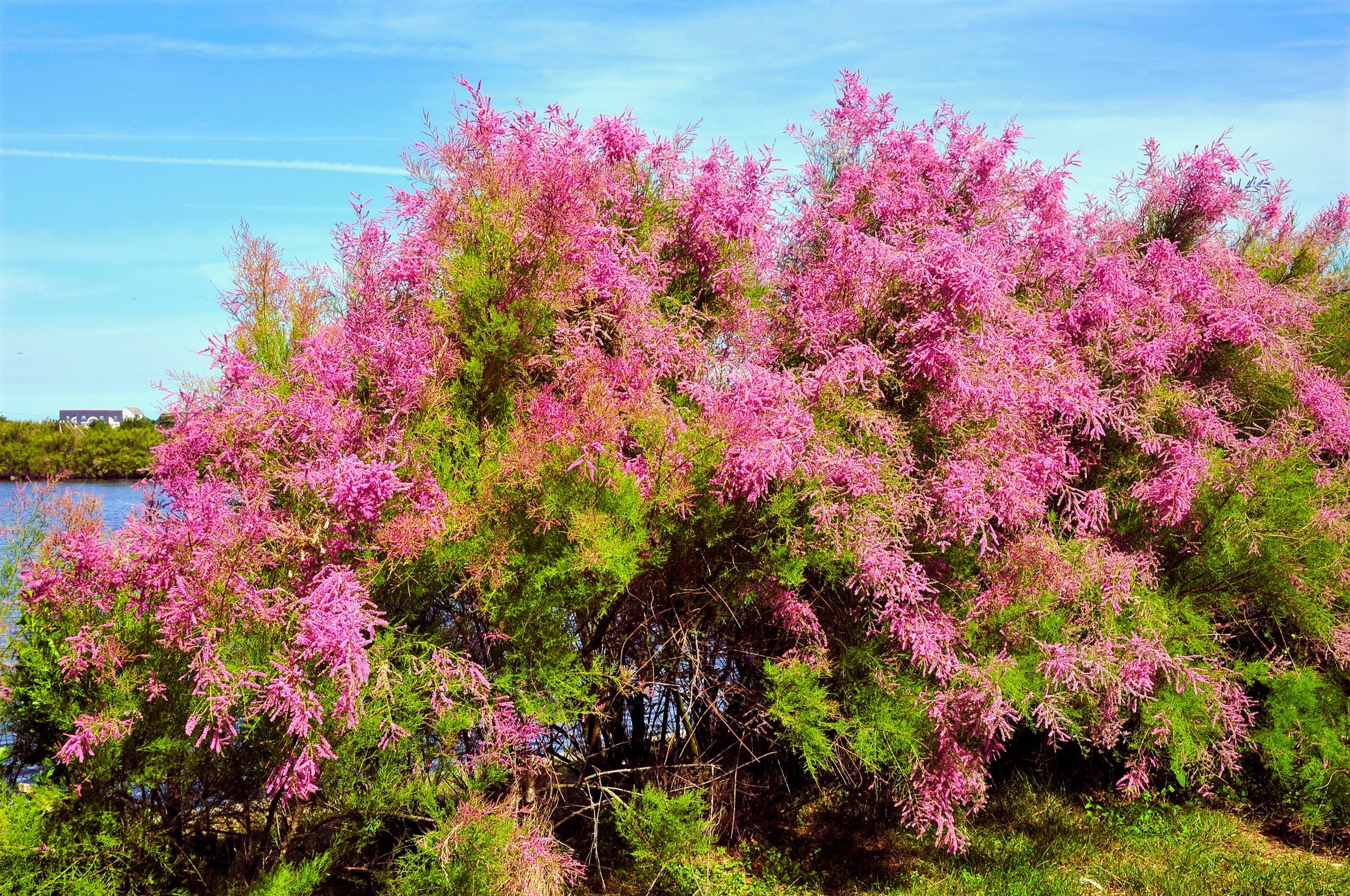 Tamarix Blume Samen for soft pink Garten blooms
