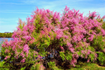 Tamarix Blume Samen for soft pink Garten blooms
