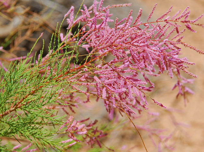Tamarix Samen for Zuhause Garten and landscape Aussaat
