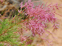 Tamarix Samen for Zuhause Garten and landscape Aussaat
