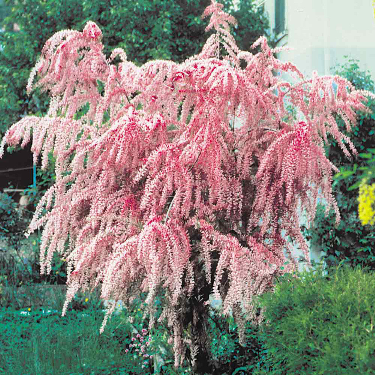 Easy to anbauen Tamarix shrub Samen
