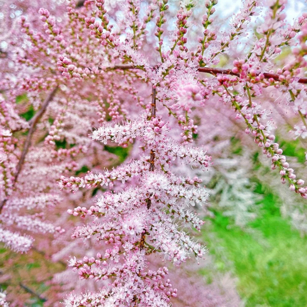 Tamarix Blumensamen: wichtig Aussaat Leitfaden