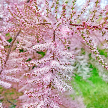 Tamarix Blumensamen: wichtig Aussaat Leitfaden