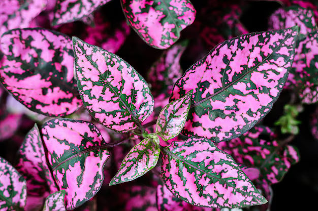 hell Rosa Grün Hypoestes Blumensamen zur Aussaat pflegeleicht Traditionssorte & ohne Gentechnik Samen Hausgarten