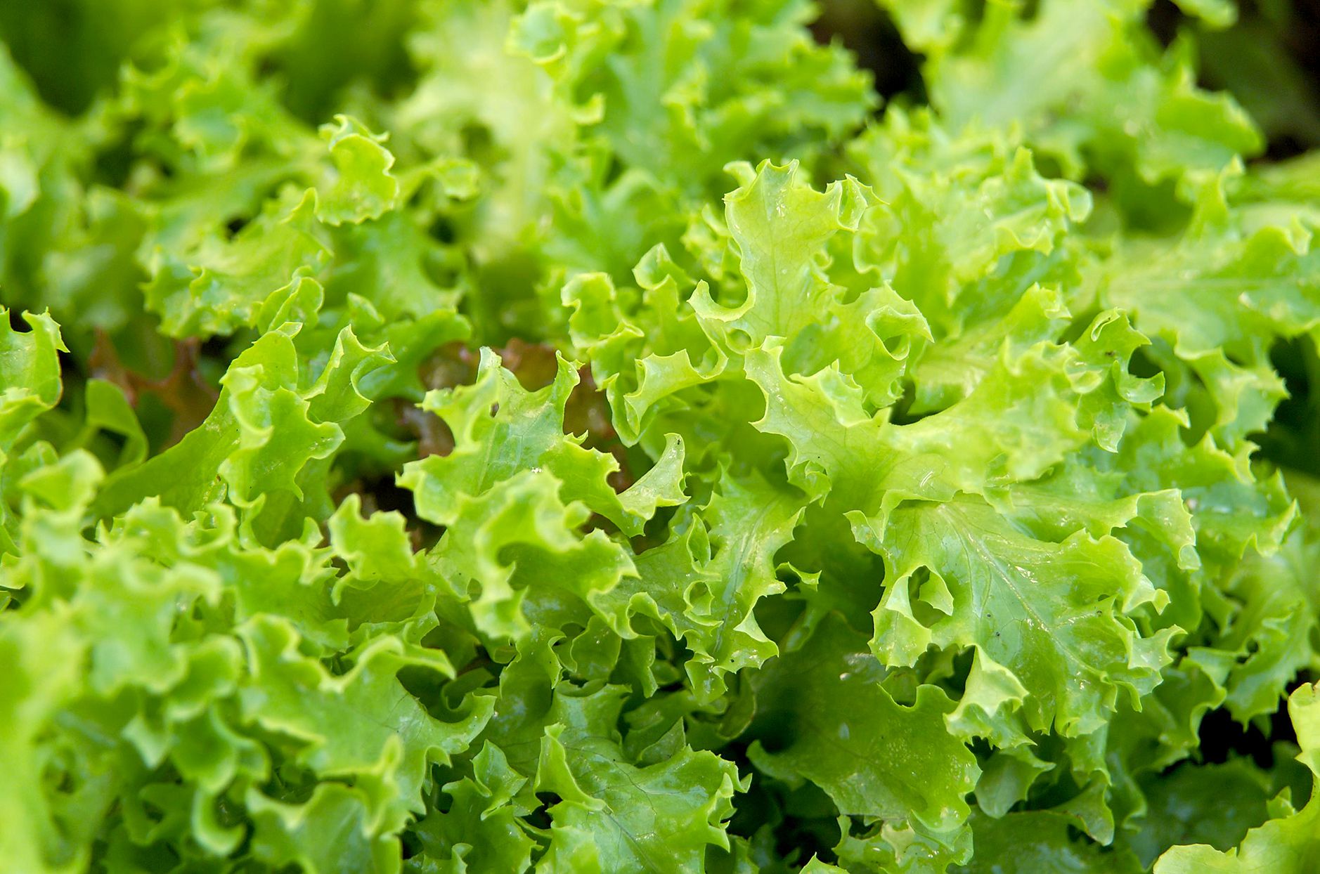 Lettuce Gemüsesamen for planting