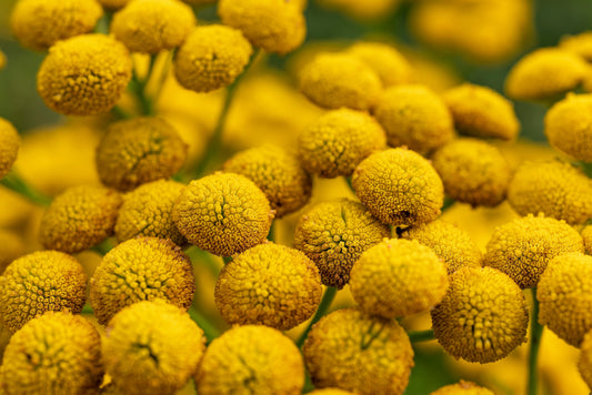 Packet of Yellow Tansy Blume Samen for Aussaat