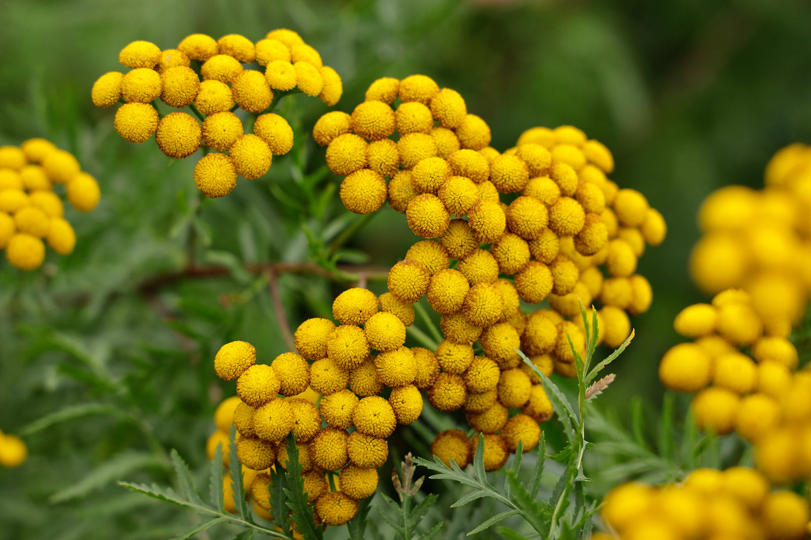 Mass Aussaat of Tansy in a wildflower meadow
