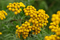 Mass Aussaat of Tansy in a wildflower meadow