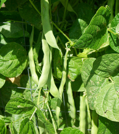 Weiß Tarbais Bean Samen for Garden Planting