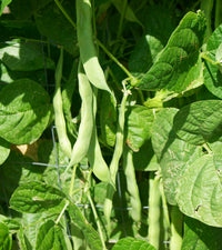 Weiß Tarbais Bean Samen for Garden Planting