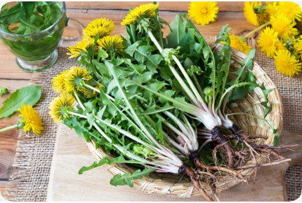 Taraxacum officinale Italian variety grown in containers