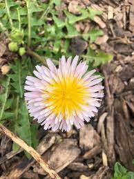 Taraxacum pseudoroseum Pflanze with Green Rosette Leaves