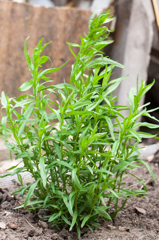Tarragon Pflanze with slender aromatic leaves