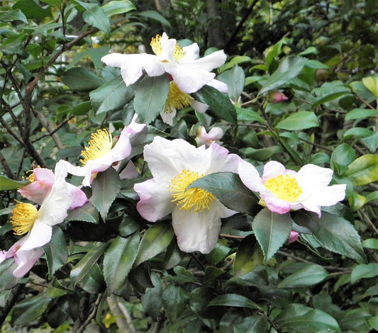 Bulk Camellia sinensis tea Pflanze Samen for Anbau evergreen shrubs