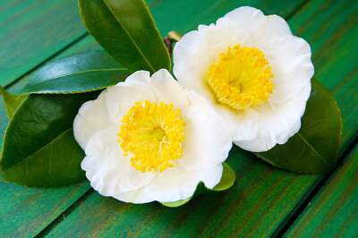 Tea Pflanze shrubs from Samen Anbau in Garten containers