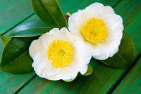 Tea Pflanze shrubs from Samen Anbau in Garten containers
