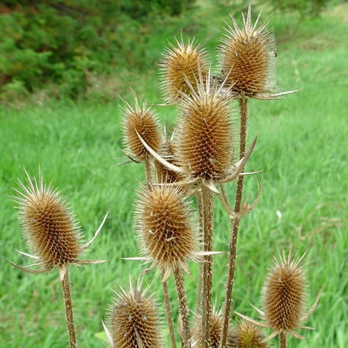 Fuller's Teasel seedlings Anbau in Garten soil