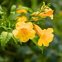 Tecoma blume samen for vibrant garten anpflanzung
