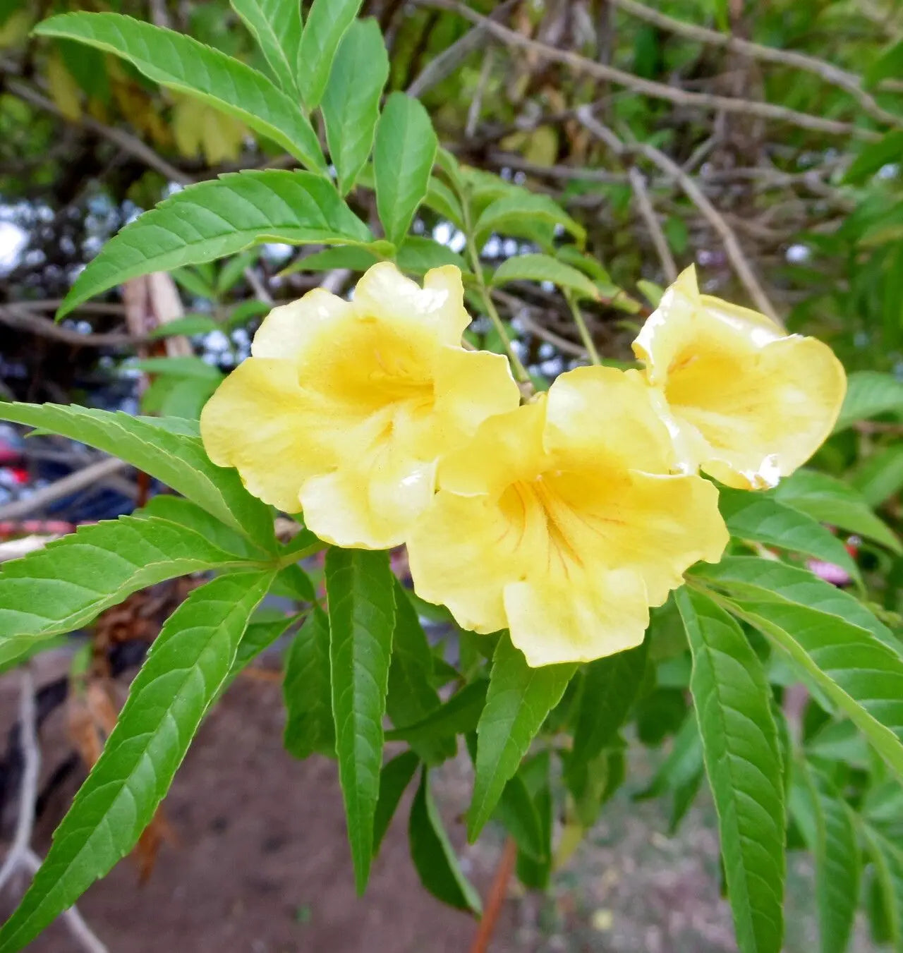 Tecoma samen for borders and hedges
