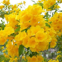hell Gelb Crape Myrtle Baum Blumensamen zur Aussaat – lang Blüte Saison – Traditionssorte & ohne Gentechnik Samen Hausgarten
