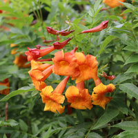 Orange bells blume samen for anpflanzung cottage garten essential heirloom & gmo free samen for home garten 
 
 sale samen for home garten anpflanzung