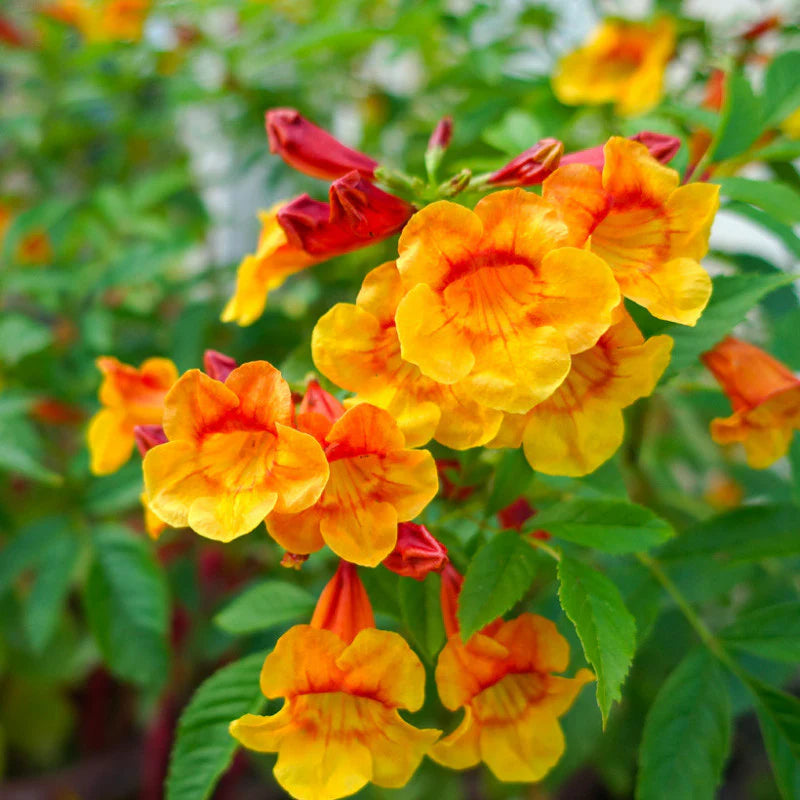 Orange Bells Blumensamen zur Aussaat Landhaus Garten wichtig Traditionssorte & ohne Gentechnik Samen Hausgarten