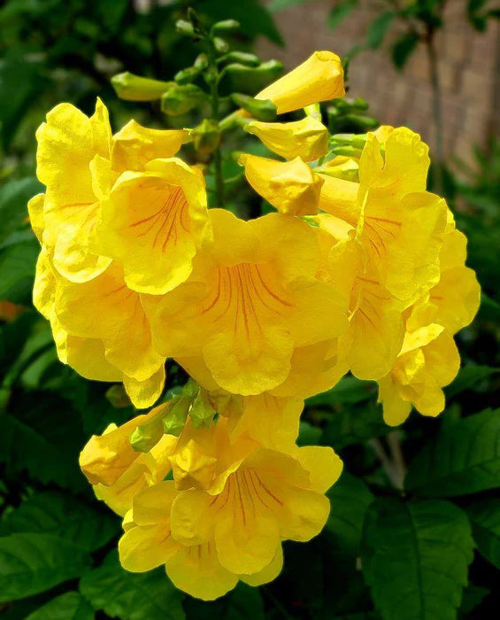 Tecoma Stans Blumensamen zur Aussaat Bestäuber freundlich Traditionssorte & ohne Gentechnik Samen Hausgarten