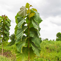 Tectona grandis tree samen for anpflanzung
