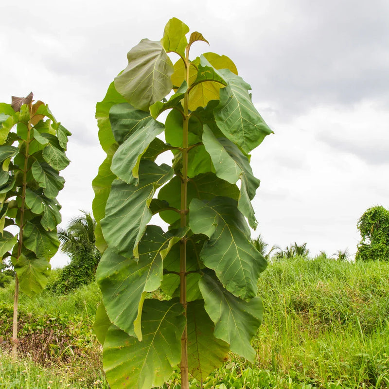Tectona grandis tree samen for anpflanzung