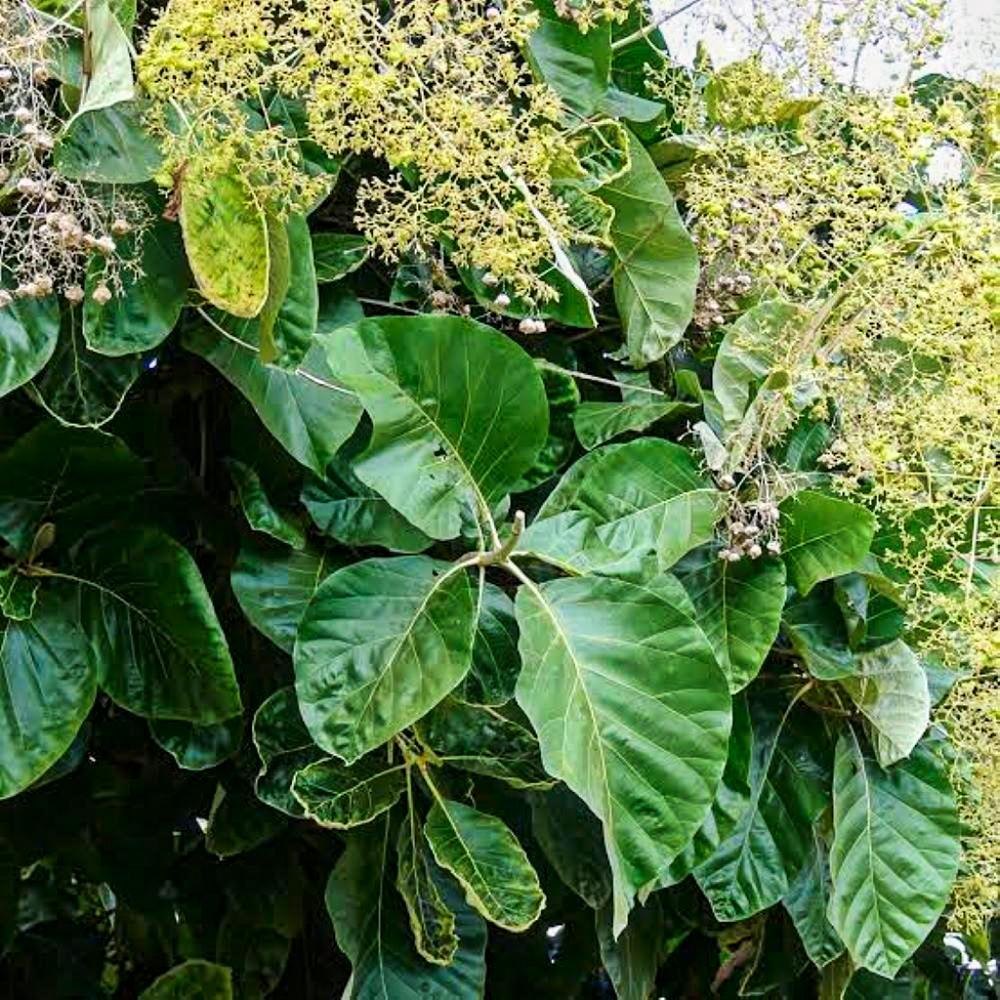 Tectona grandis jung teak pflanze growth