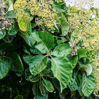 Tectona grandis jung teak pflanze growth