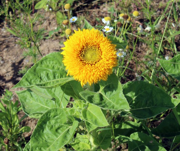 Teddyb sonnenblumensamen samen for small sunflowers