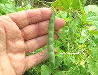 Green Tepary Bean Planting Samen - Gemüse Garden Samen
