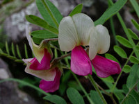 Goat's Rue Blumensamen zur Aussaat saisonal Dauerblüher Traditionssorte & ohne Gentechnik Samen Hausgarten