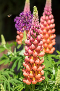 Orange Lupine Blumensamen zur Aussaat duftend Blüten Traditionssorte & ohne Gentechnik Samen Hausgarten