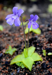 Pinguicula gradiflora wachsend in terrarium