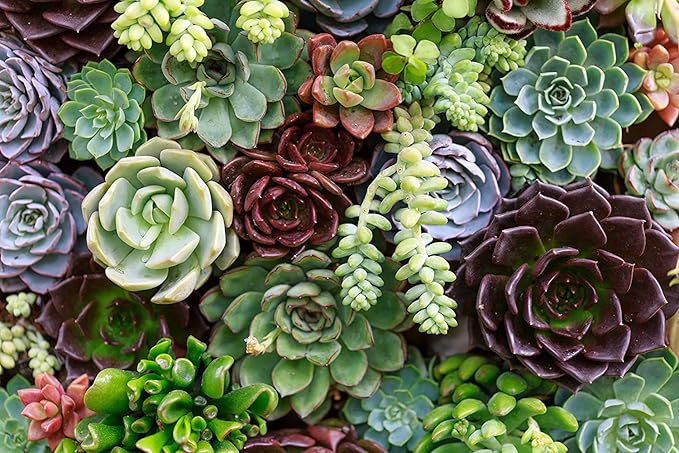 Succulent arrangement in terrarium