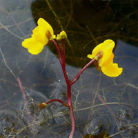 Gelb utricularia wachsend in terrarium