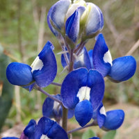 Blau Bonnet Blumensamen zur Aussaat – Landhaus Garten wichtig – Traditionssorte & ohne Gentechnik Samen Hausgarten