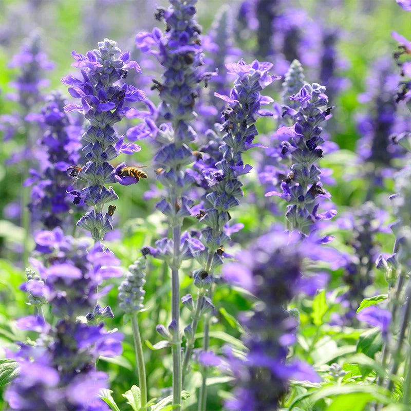 Violet salvia meadow sage blume samen for anpflanzung - cottage garten essential, heirloom & gmo free samen for home garten
 
 sale samen for home garten