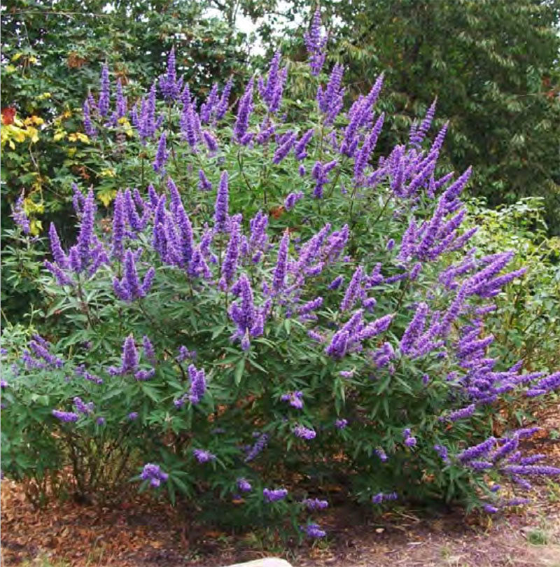 Lila Vitex Agnus Blumensamen zur Aussaat – Drought verträglich – Traditionssorte & ohne Gentechnik Samen Hausgarten