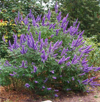 Lila Vitex Agnus Blumensamen zur Aussaat – Drought verträglich – Traditionssorte & ohne Gentechnik Samen Hausgarten