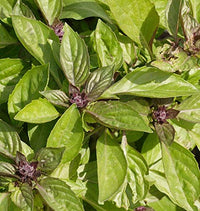 Purple Blume spikes on Siam Queen Thai Basil Pflanze