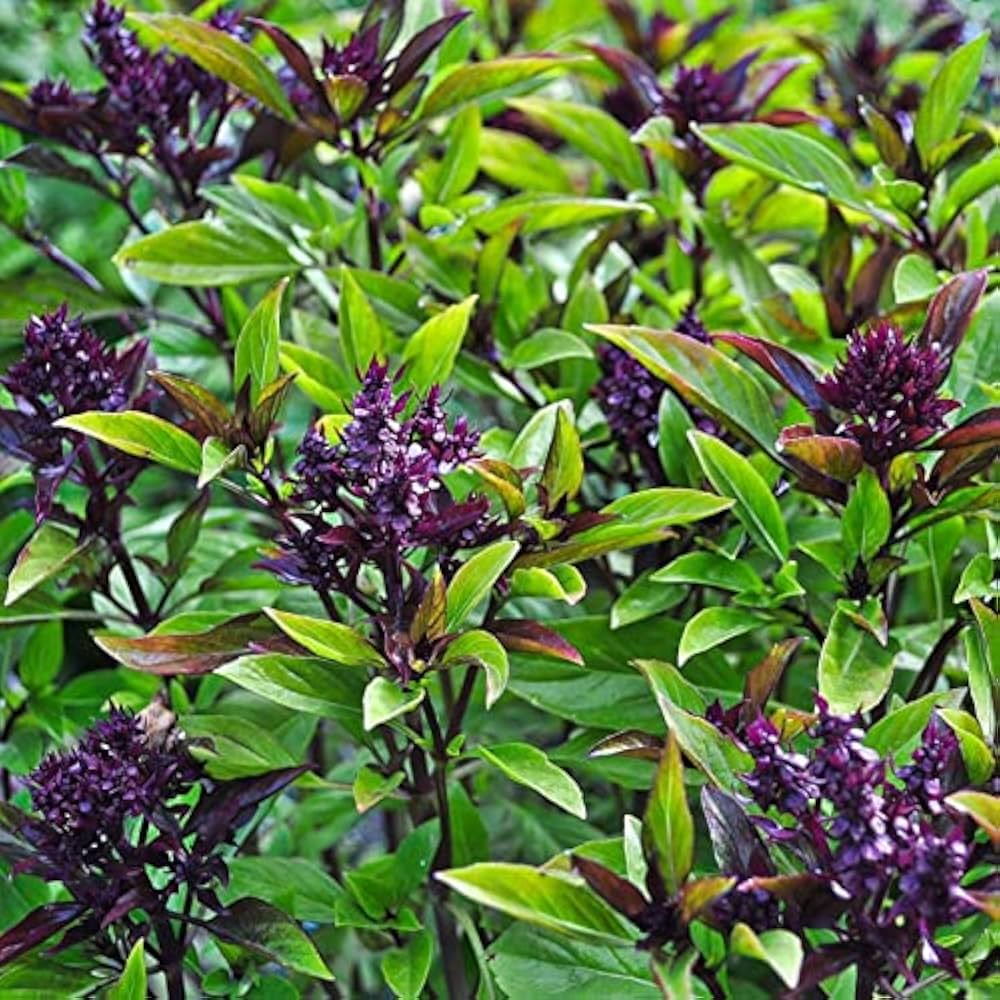 Thai Basil Blume spikes attracting pollinators