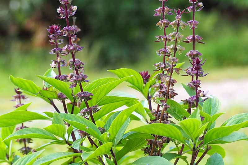 Thai Basil thriving in containers and Garten borders grown from Samen