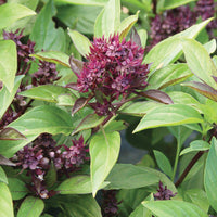 Siam Queen Thai Basil thriving in containers from Samen