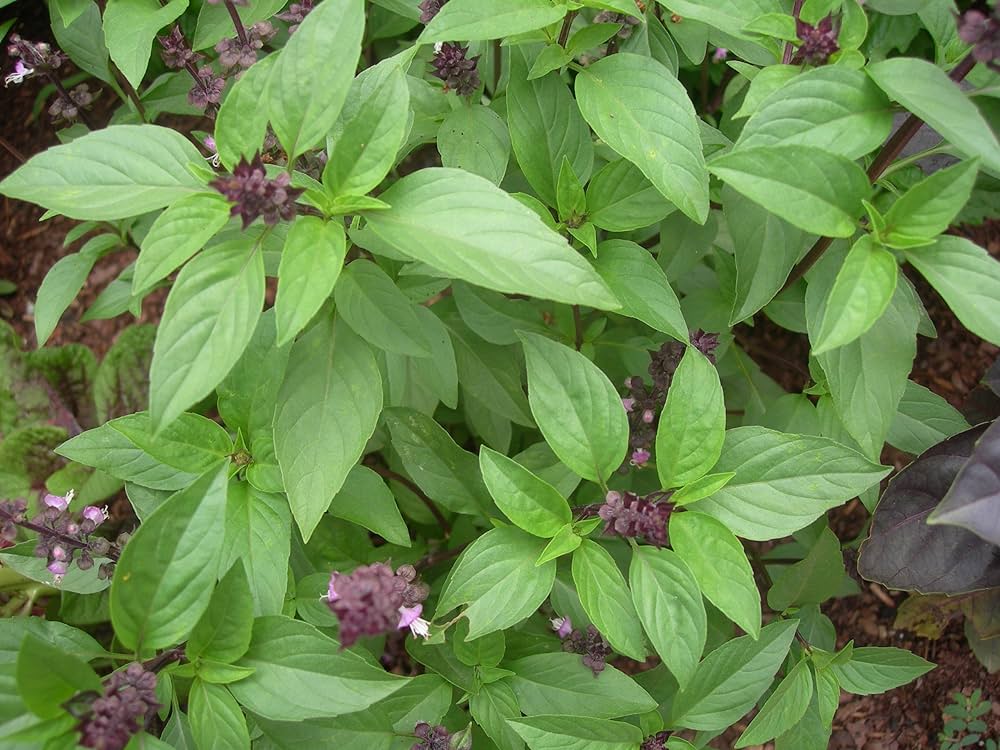 Thai Basil Samen Ocimum basilicum ornamental Kraut