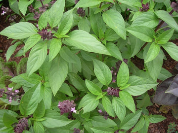 Thai Basil Samen Ocimum basilicum ornamental Kraut