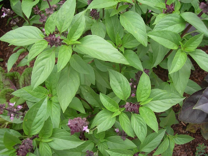 Thai Basil Samen Ocimum basilicum ornamental Kraut
