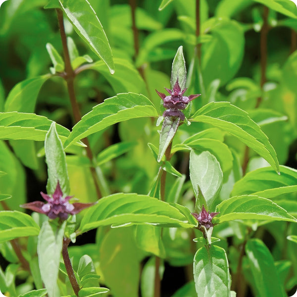 Thai Basil Samen Ocimum basilicum var. thyrsiflora with purple stems